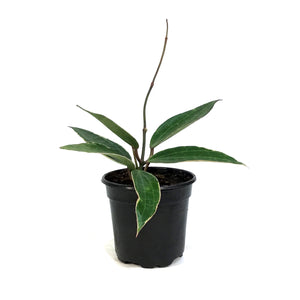 Hoya, 4in, Latifolia