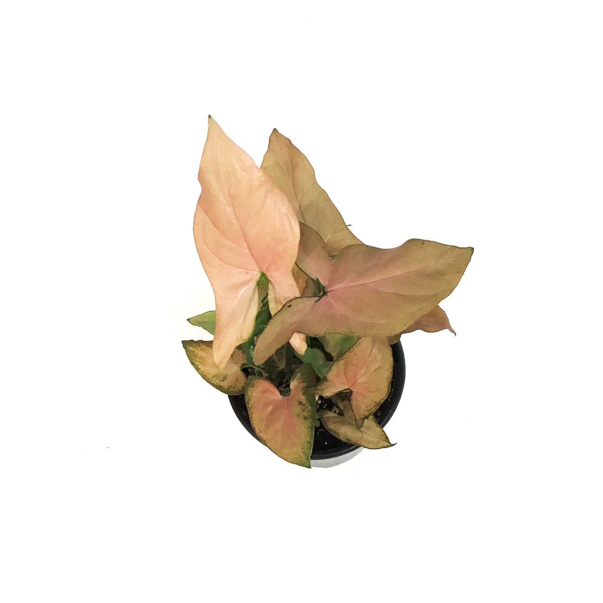 Syngonium, 4in, Mickey