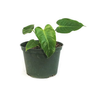 Anthurium, 6in, Veitchii