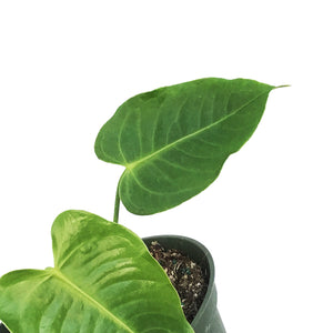 Anthurium, 6in, Veitchii