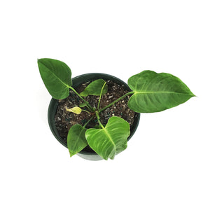 Anthurium, 6in, Veitchii
