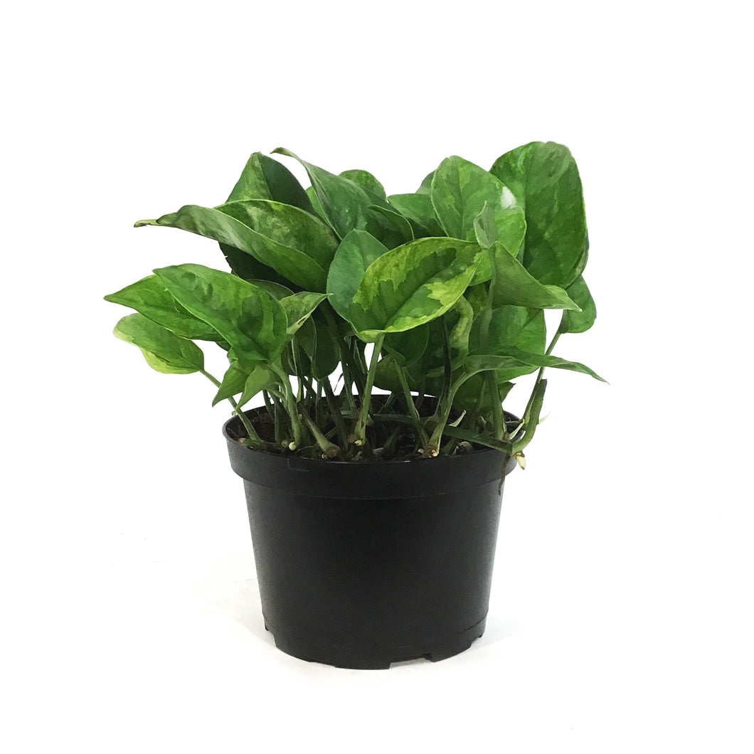 Pothos, 6in, Lemon Meringue