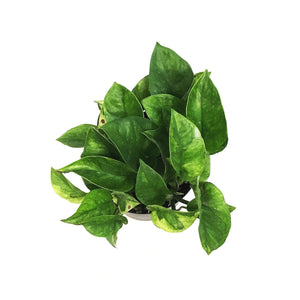 Pothos, 6in, Lemon Meringue