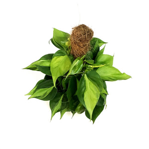 Philodendron, 6in, Brasil on a Totem