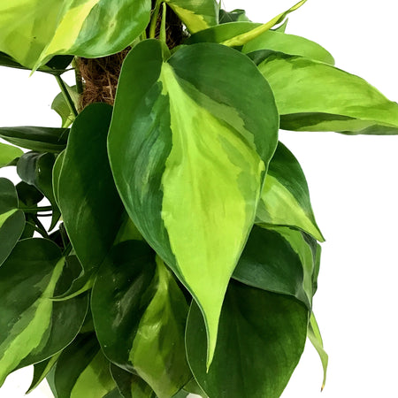 Philodendron, 6in, Brasil on a Totem