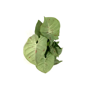 Syngonium, 4in, Milk Confetti