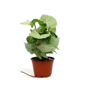 Syngonium, 4in, Milk Confetti