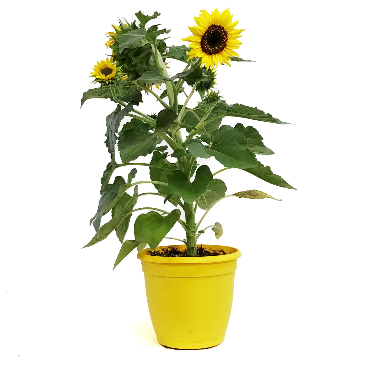 Planter, 8in, Sunflower, Assorted