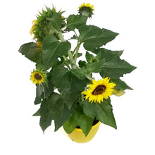 Load image into Gallery viewer, Planter, 8in, Sunflower, Assorted
