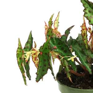 Begonia, 4in, Amphioxus