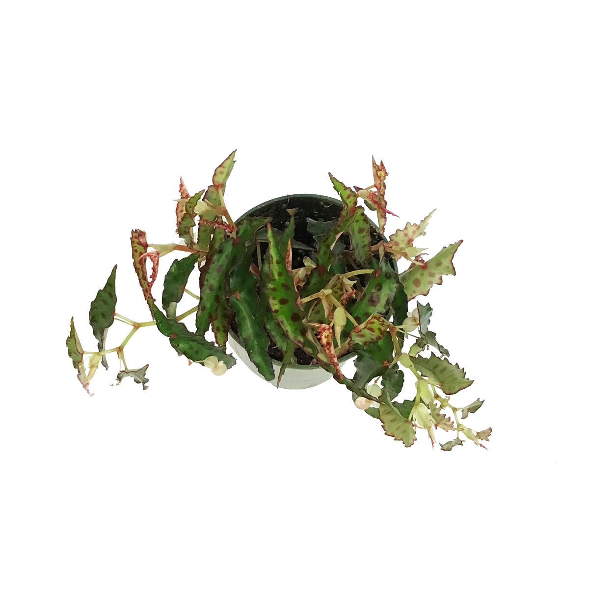 Begonia, 4in, Amphioxus