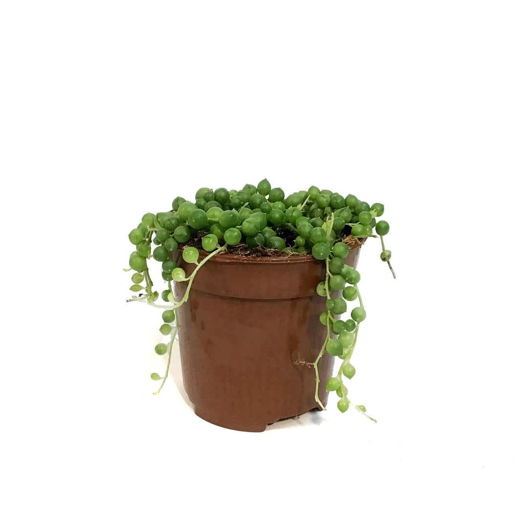 String of Pearls, 4in