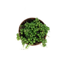 Load image into Gallery viewer, String of Pearls, 4in
