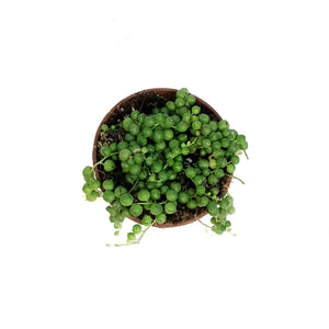 String of Pearls, 4in