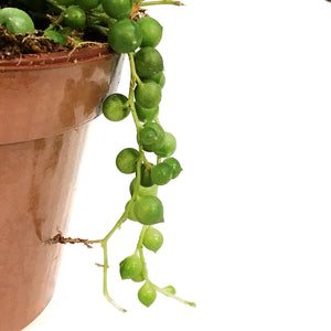 String of Pearls, 4in