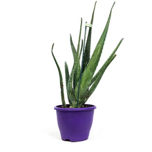 Load image into Gallery viewer, Aloe Vera, 7.5in
