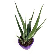 Load image into Gallery viewer, Aloe Vera, 7.5in
