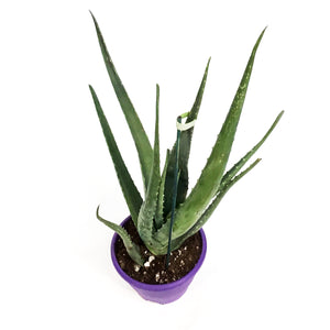 Aloe Vera, 7.5in