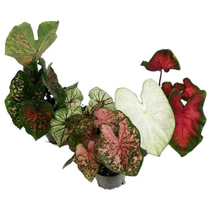 Caladium, 5in, Assorted
