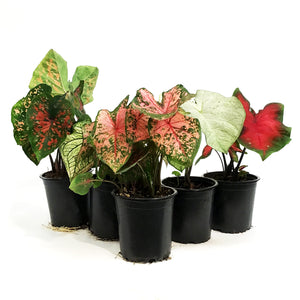Caladium, 5in, Assorted