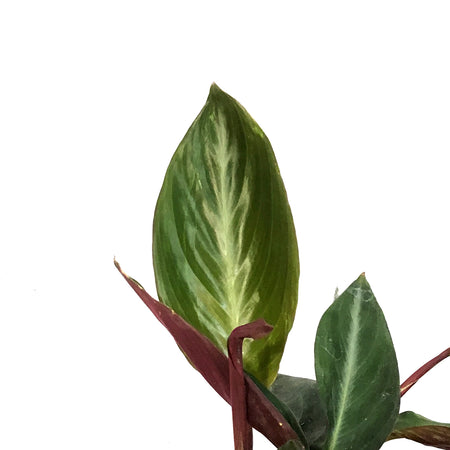 Stromanthe, 4in, Sanguinea