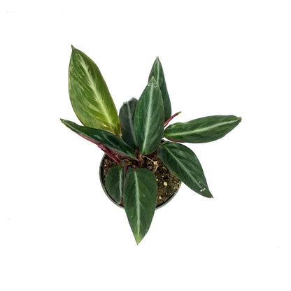 Stromanthe, 4in, Sanguinea