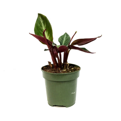 Stromanthe, 4in, Sanguinea