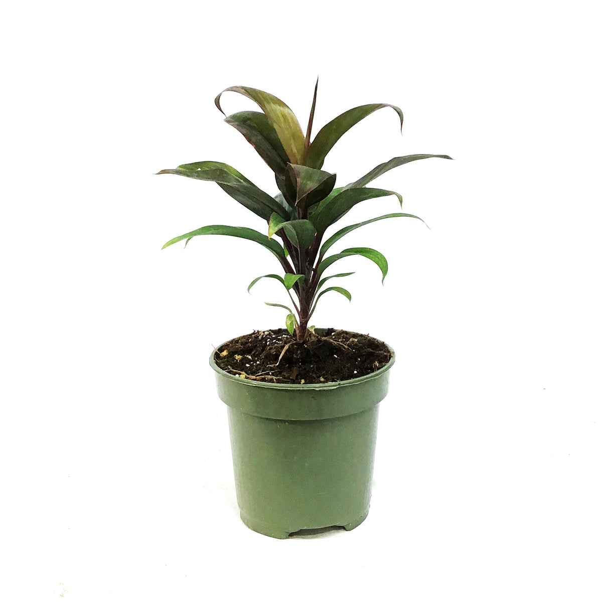 Cordyline, 4in, Doll