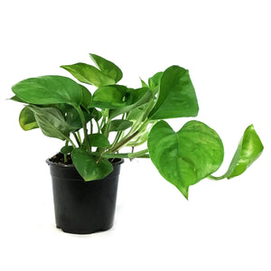 Pothos, 4in, Global Green