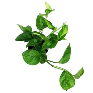 Pothos, 4in, Global Green