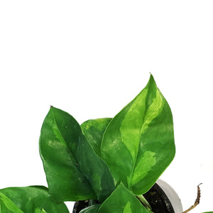Pothos, 4in, Global Green