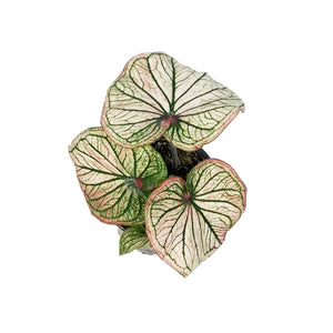 Caladium, 5in, Debutante