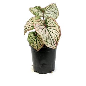 Caladium, 5in, Debutante