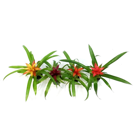 Bromeliad, 2in, Assorted