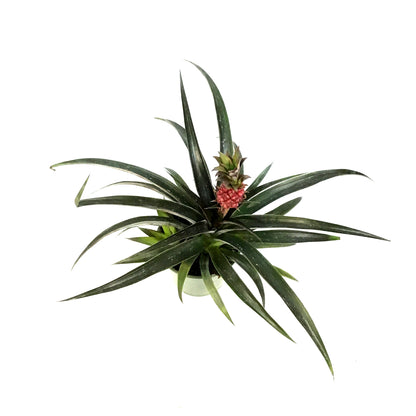 Pineapple, 5in, Red