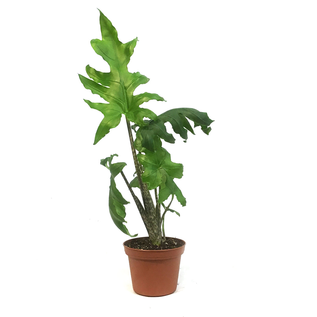 Alocasia, 4in, Brancifolia