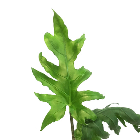 Alocasia, 3in, Brancifolia
