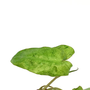Philodendron, 3in, Paraiso Verde