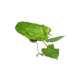 Philodendron, 3in, Paraiso Verde