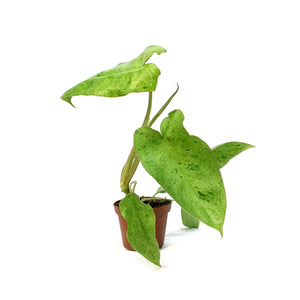 Philodendron, 3in, Paraiso Verde