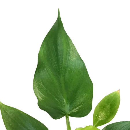 Philodendron, 3in, Warszewiczii