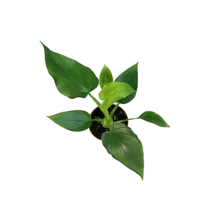 Philodendron, 3in, Warszewiczii