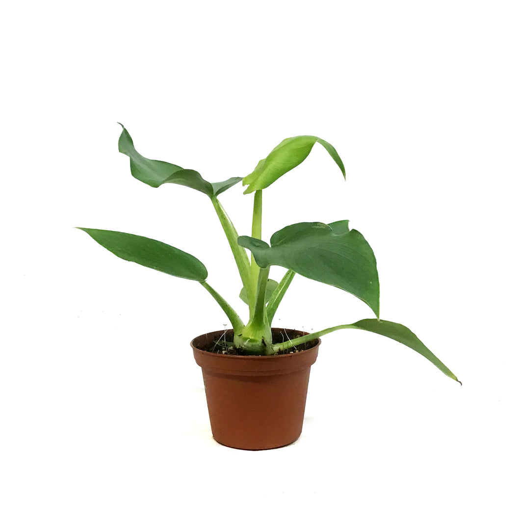 Philodendron, 3in, Warszewiczii