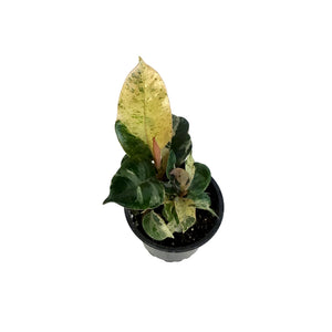Ficus, 3in, Shivereana