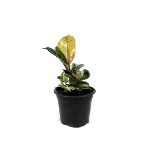 Ficus, 3in, Shivereana