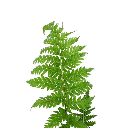 Fern, 4in, Tasmanian Tree