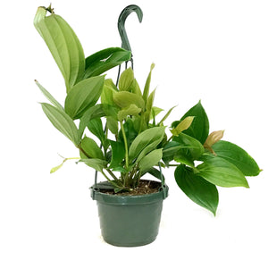Medinilla, 6in HB, Malaysian Orchid