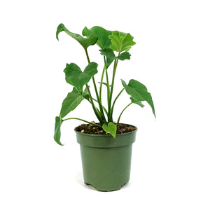 Philodendron, 4in, Hope