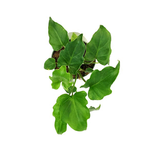 Philodendron, 4in, Hope