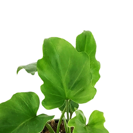 Philodendron, 4in, Hope